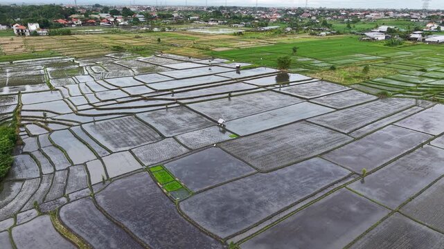 Aerial view of Abianbase rice paddies in Mengwi, featuring flooded fields, irrigation channels, and lush green surroundings in Mengwi, Bali, Indonesia.