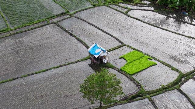 Aerial view of Abianbase rice paddies with a small hut and a tree in the water-filled fields in Mengwi, Bali, Indonesia.