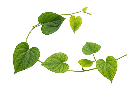 Betel vine with heartshaped green leaves isolated on transparent background