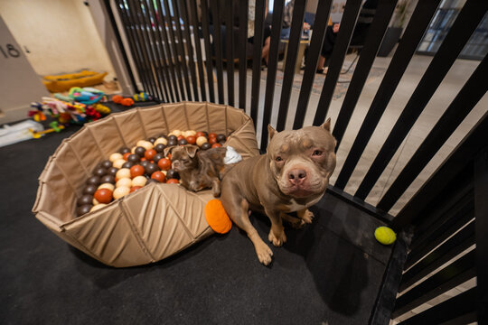 A pet hotel. A bully and a Chihuahua play in a dog daycare.