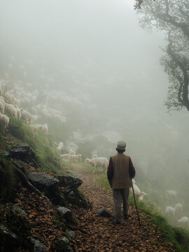 View of a shepherd walking with a flock of sheep along the misty mountain path of the Triund Trek in Dharamshala, Himachal Pradesh, India.
