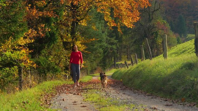 Woman and her happy shepherd mix walk together beneath golden autumn branches. The winding gravel trail borders a sunny green hillside and woodland in the peaceful countryside of Dolenjska, Slovenia.