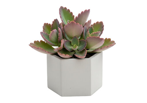 Kalanchoe succulent plant in a modern hexagonal concrete pot isolated on transparent background