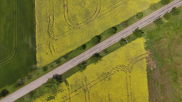 Aerial view of a road cutting through vibrant yellow rapeseed fields with green trees lining the asphalt in Bucharest, Bucharest, Romania.