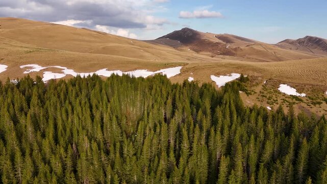 Aerial view of a dense pine forest in the Bucegi Mountains with patches of snow on the slopes in Sinaia, Prahova, Romania.