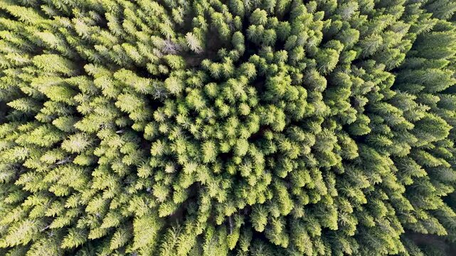 Aerial view of a dense coniferous forest with lush green pine trees covering the landscape in SINAIA, PRAHOVA, ROMANIA.