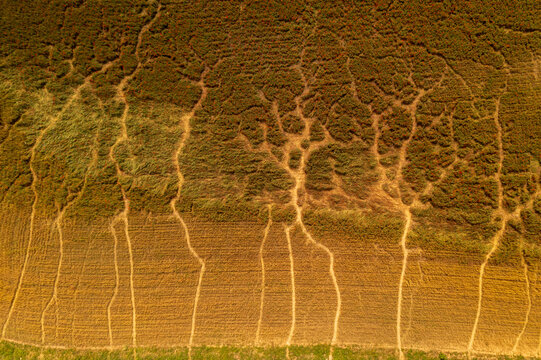 Aerial view of soil erosion patterns in an agricultural field with branching rills and gullies cutting through the dry earth in Alytus, Alytus County, Lithuania.