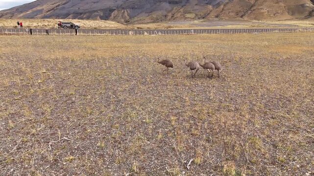 Aerial view of a group of rheas walking across the dry Patagonian steppe with the Cordillera del Paine mountains in the background in Torres de Paine, Magallanes, Chile.