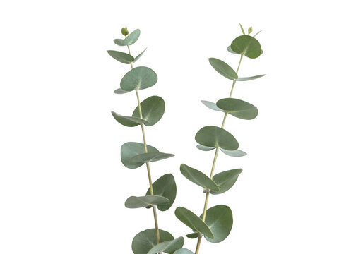 Fresh green eucalyptus branches with round leaves isolated on transparent background