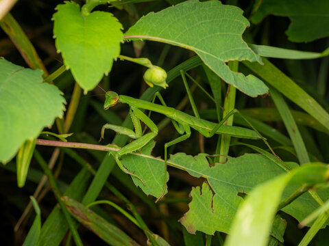 Macro close up of a green praying mantis perched on lush green leaves and stems in a natural garden environment