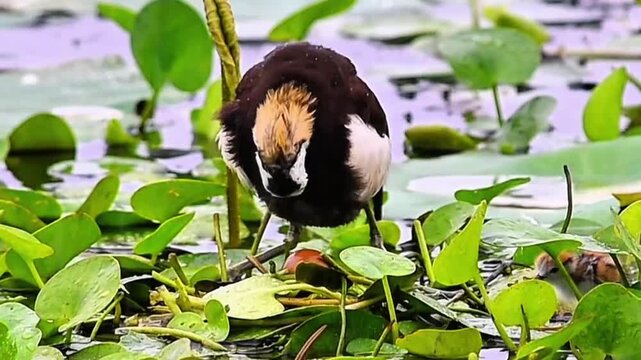 Pheasant-tailed Jacana Bowing on Aquatic Leaves