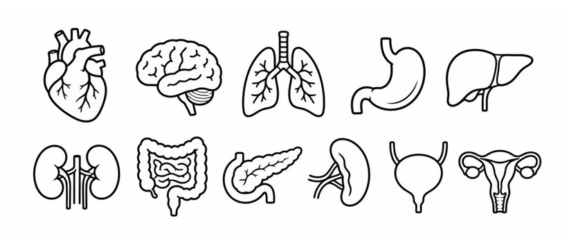 Black and white line art of human organs.