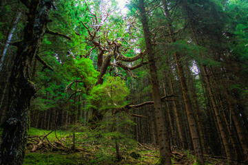 Obraz premium tree in the forest