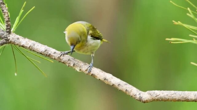 Dark‑eyed White‑eye Preening on Twig