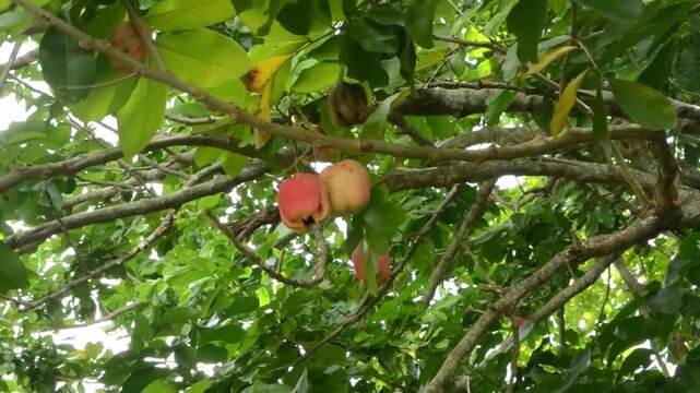 Hand Harvesting Open Ackee 