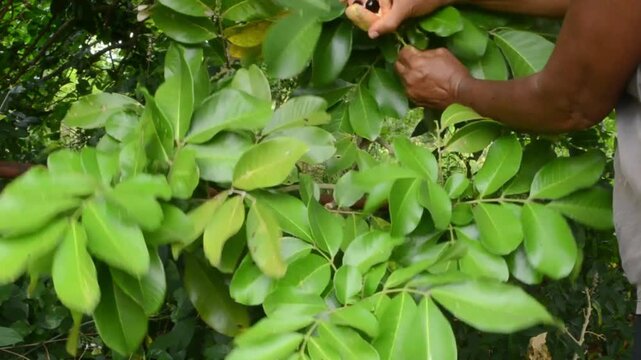 Picking Achee From Lush Foliage Branch