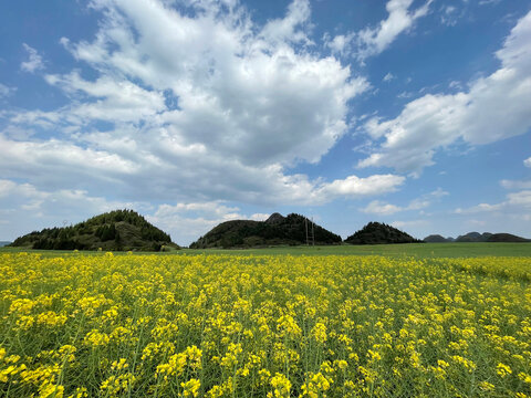 A spectacular golden sea of canola flowers at Luoping, Yunnan China, where thousands of yellow blooms dance among mist-covered karst mountains