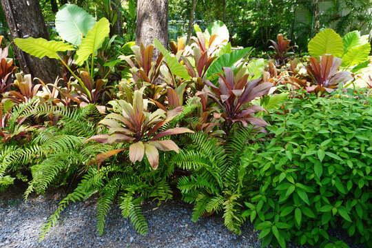 Tropical Garden Ideas : Create a low-maintenance paradise with a vibrant mix of colorful foliage. This layout features striking Ti Plant (Cordyline fruticosa), lucky Aglaonema, bold Elephant Ear (Aloc