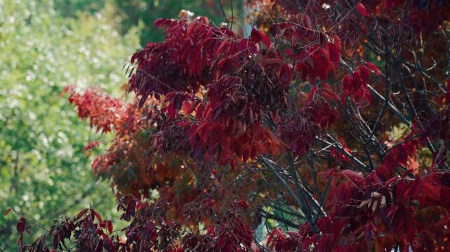 Red autumn leaves blowing in strong wind
