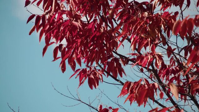 Dark red autumn leaves in forest
