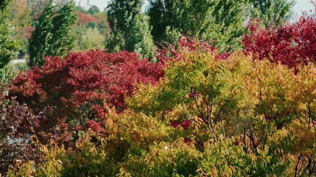 Colorful autumn trees in city park
