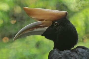 A side view of a beautiful rhinoceros hornbill  © Pitokung