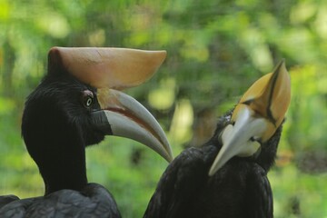Obraz premium A portrait of a beautiful pair of rhinoceros hornbills 
