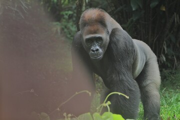A silverback gorilla in a quadrupedal stance on the grass, gazing at the camera during the day © Pitokung