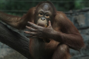 The facial expression of a baby orangutan licking its hand © Pitokung