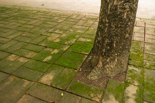 Red brick paving stones covered in natural green moss,Moss in forest and tree organic growth in a damp environment,showcasing natural texture background.