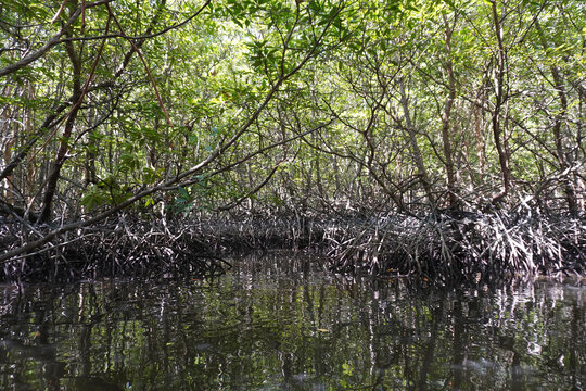 A small canal connecting to the sea, amidst the fertile mangrove forest on the coast of Ban Tha Din Daeng, Thai Mueang District, Phang Nga Province Thailand 