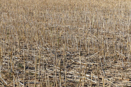 pattern of cutted corn field in detail