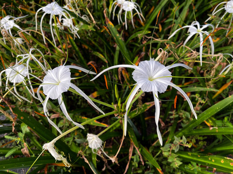Peruvian Daffodil (Hymenocallis latifolia) Known also as Spider Lily, Ismene, or Basket Lily. Beautiful white flowers plants for tropical gardens 