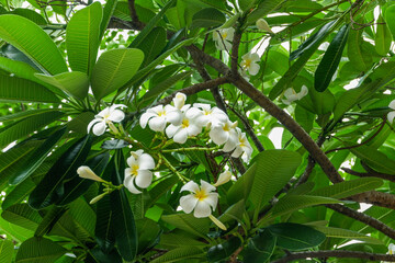 Plumeria flower and green leaves on tree,white frangipani tropical flower  blooming on tree,zen massage spa,summer beach vacation,rest hotel,island sea concept. © wanatithan