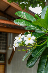 Plumeria flower and green leaves on tree,white frangipani tropical flower  blooming on tree,zen massage spa,summer beach vacation,rest hotel,island sea concept. © wanatithan