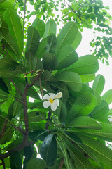 Plumeria flower and green leaves on tree,white frangipani tropical flower  blooming on tree,zen massage spa,summer beach vacation,rest hotel,island sea concept. © wanatithan