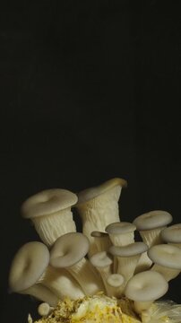 Macro time-lapse of wild mushrooms emerging from the forest floor and moss.