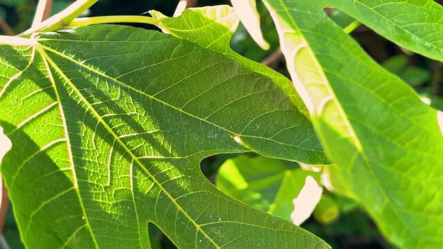 A sunlit green fig leaf with visible veins sways softly outdoors, its edges backlit by natural light in a lush garden setting.