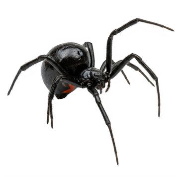 Black widow spider portrait with warning marking, black body, close up, venomics, dangerous spider, arachnid, venomous insect, Halloween bug isolated PNG with Transparent Background
