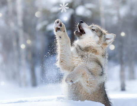 Playful wolf pup reaching up to catch a falling snowflake in the snow