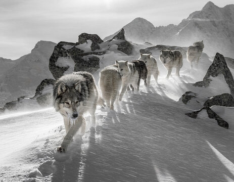 Black and white landscape of a wolf pack migrating through snowy mountains