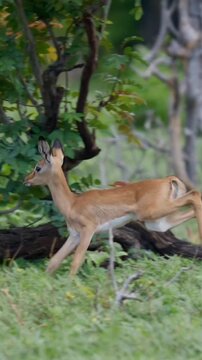 Young Impala Leaping Through Green Grass