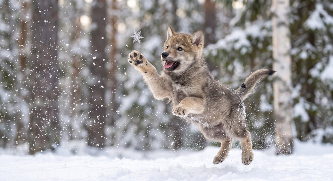 Playful wolf pup leaping to catch a snowflake in a winter forest