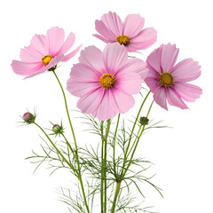 A delicate cluster of pink cosmos flowers isolated on a transparent PNG background, slender green stems with feathery foliage and soft pastel blossoms © pinan