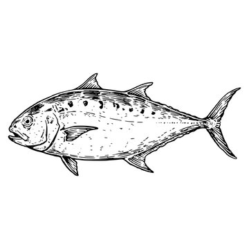 Queenfish Line Art Vector, Hand Drawn Sketch of Silver Jack Fish with Spotted Body