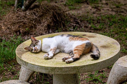 Relaxing Calico Cat Resting Peacefully on a Rustic Garden Table in Nature