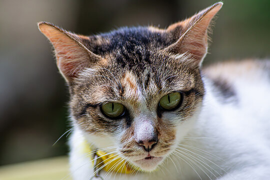 Striking Close Up Portrait of a Beautiful Calico Cat with Captivating Green Eyes