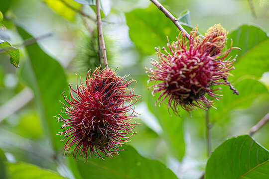 Vibrant Ripe Rambutan Fruits Hanging on Tree in a Lush Tropical Orchard