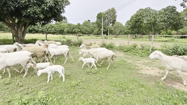 A flock of white and black sheep are running in a group on a farm in the middle of a grassy field with trees. There is a fence surrounding the farm.