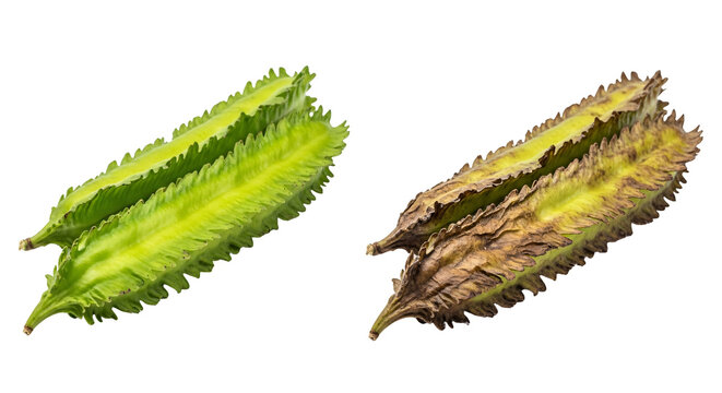 Single Leaf Pair In Green And Dried Brown.